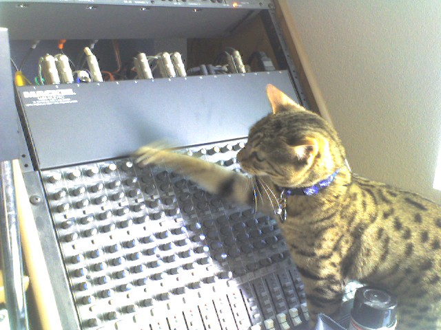 cat at the mixer board